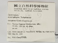 棕色革菌藏品圖，第2張