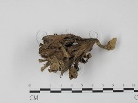 棕色革菌藏品圖，第3張