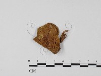 登錄號:F0011050藏品圖，第1張