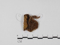 登錄號:F0011050藏品圖，第3張