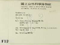 鵝膏屬藏品圖，第2張