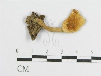 登錄號:F0011052藏品圖，第3張