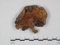 登錄號:F0011053藏品圖，第3張