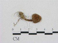 登錄號:F0011054藏品圖，第1張