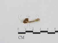 登錄號:F0011055藏品圖，第3張