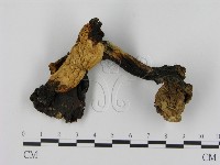 登錄號:F0011056藏品圖，第1張