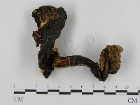 登錄號:F0011056藏品圖，第3張