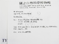 粉褶菌屬藏品圖，第2張