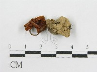 粉褶菌屬藏品圖，第3張