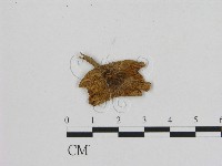 登錄號:F0011062藏品圖，第1張