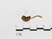 登錄號:F0011063藏品圖，第1張