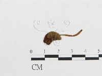 登錄號:F0011063藏品圖，第3張