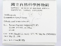 頭狀禿馬勃藏品圖，第2張