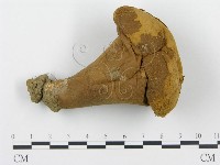 頭狀禿馬勃藏品圖，第1張