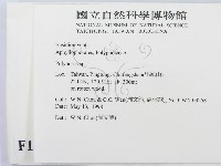 多孔菌屬藏品圖，第2張