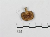 多孔菌屬藏品圖，第1張