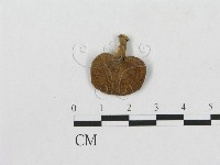 多孔菌屬藏品圖，第3張