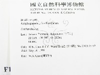 雞油菌屬藏品圖，第2張