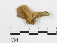 雞油菌屬藏品圖，第3張