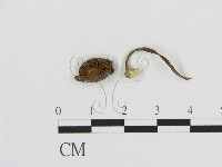 登錄號:F0011070藏品圖，第1張