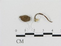 登錄號:F0011070藏品圖，第3張