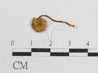 登錄號:F0011071藏品圖，第1張