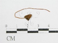 鬼傘屬藏品圖，第1張