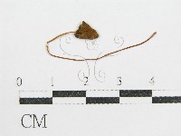 鬼傘屬藏品圖，第3張