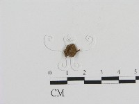登錄號:F0011073藏品圖，第1張