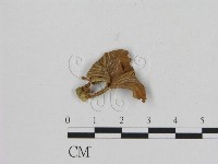 登錄號:F0011074藏品圖，第1張