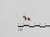 小菇屬藏品圖，第3張