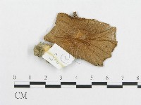 登錄號:F0011076藏品圖，第1張
