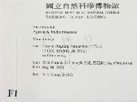 小皮傘屬藏品圖，第2張