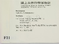 小菇屬藏品圖，第2張