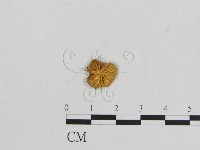 小菇屬藏品圖，第3張