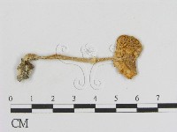 登錄號:F0011083藏品圖，第1張