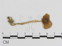 登錄號:F0011083藏品圖，第3張