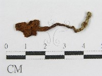 登錄號:F0011084藏品圖，第1張