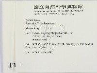 小皮傘屬藏品圖，第2張