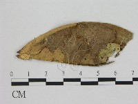 登錄號:F0011086藏品圖，第1張