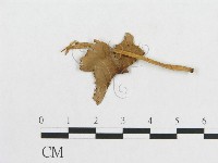 登錄號:F0011087藏品圖，第1張