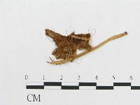 登錄號:F0011087藏品圖，第3張