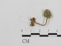 登錄號:F0011090藏品圖，第3張