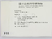 小菇屬藏品圖，第2張