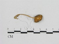 小菇屬藏品圖，第3張