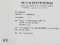 小皮傘屬藏品圖，第2張
