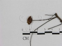 小皮傘屬藏品圖，第3張