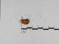 登錄號:F0011097藏品圖，第1張