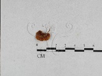 登錄號:F0011097藏品圖，第3張