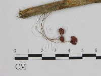 登錄號:F0011100藏品圖，第1張